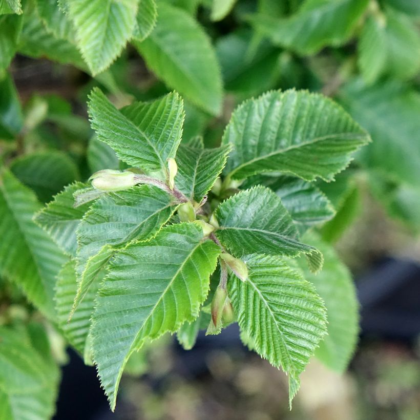 Ostrya carpinifolia Marja Findling - Europese hopbeuk (Blad)
