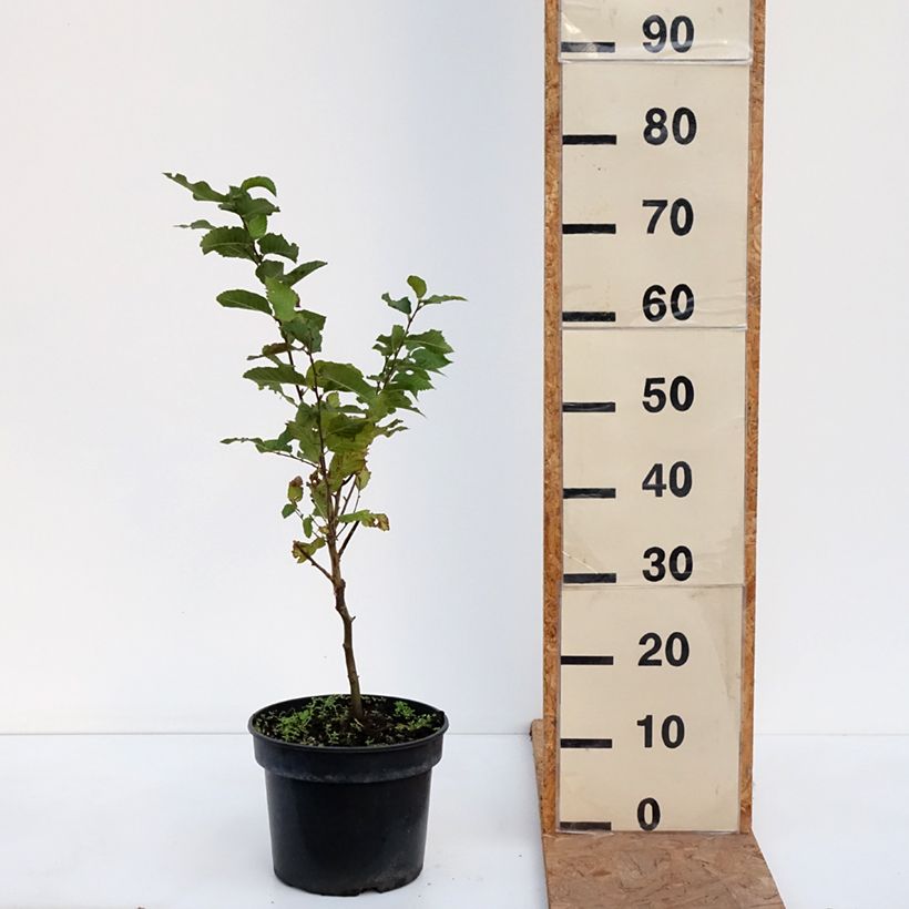 Exemplaar van Ostrya carpinifolia Marja Findling - Europese hopbeuk Pot van 4 l/5 l zoals geleverd in de herfst