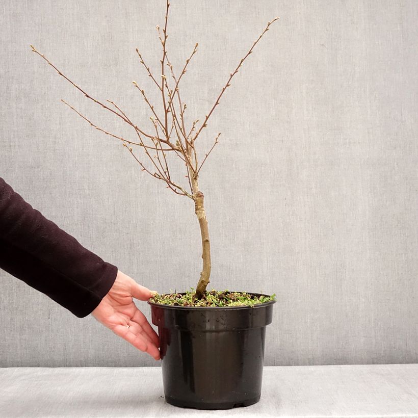 Exemplaar van Ostrya carpinifolia Marja Findling - Europese hopbeuk Pot van 4 l/5 l zoals geleverd in de winter