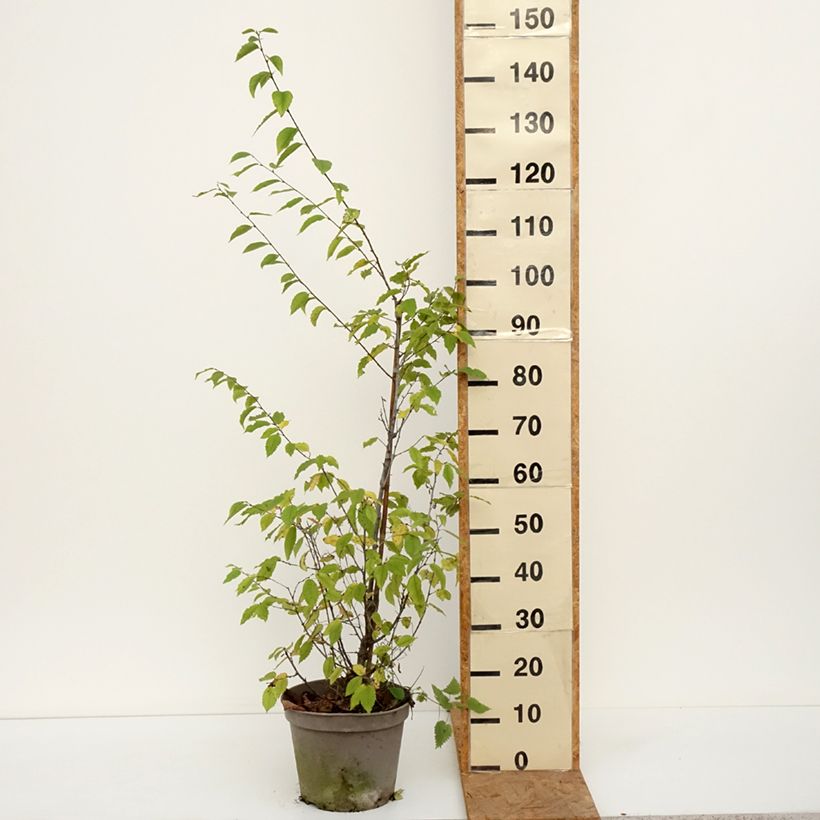 Exemplaar van Ostrya carpinifolia - Europese hopbeuk Pot van 7,5 l/10 l zoals geleverd in de herfst