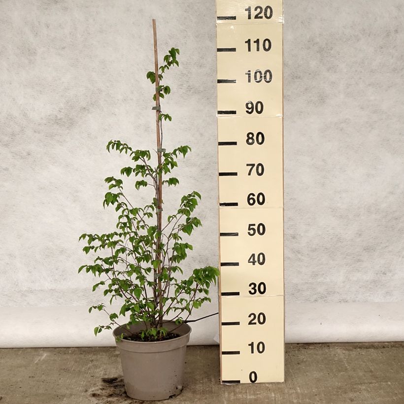 Example of Ostrya carpinifolia - Europese hopbeuk Pot van 7,5 l/10 l as you get in printemps