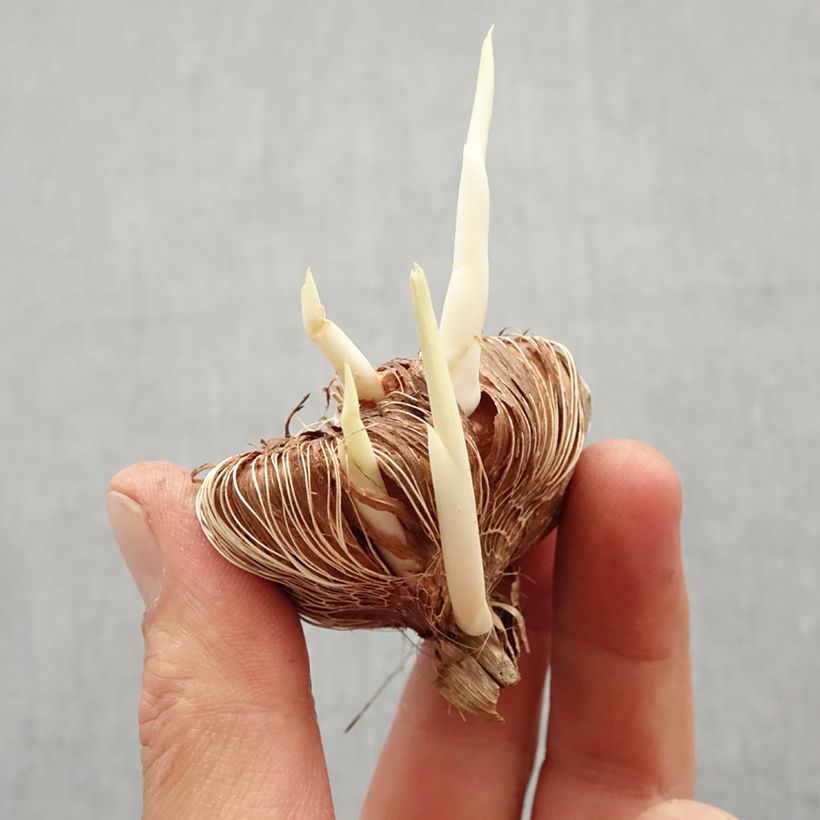 Exemplaar van Chasmanthe floribunda Duckittii - Zuid-Afrikaanse buislelie Bol kaliber I zoals geleverd in de lente