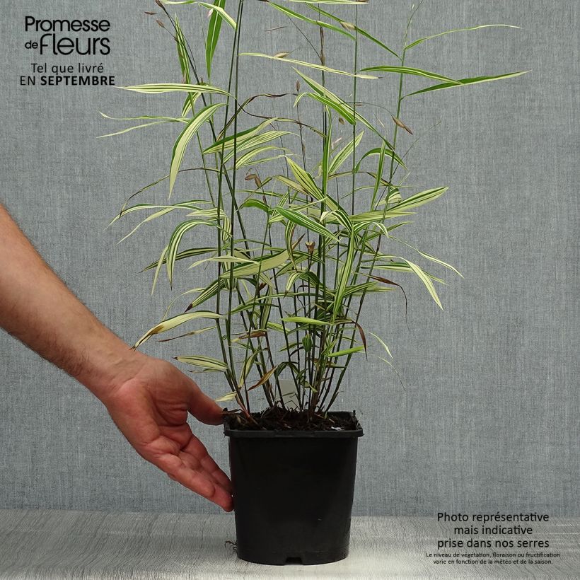 Exemplaar van Chasmanthium latifolium River Mist - Plataargras Pot van 2 l/3 l zoals geleverd in de herfst