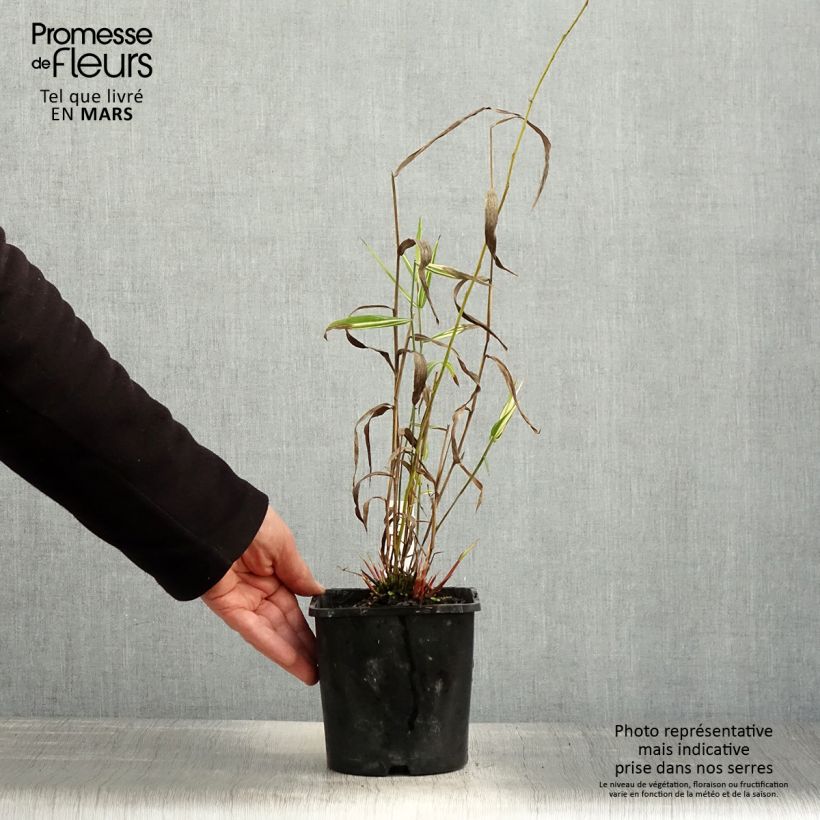 Exemplaar van Chasmanthium latifolium River Mist - Plataargras Pot van 2 l/3 l zoals geleverd in de lente