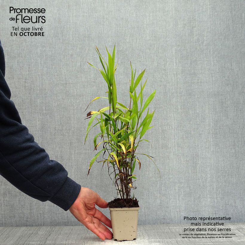 Exemplaar van Chasmanthium latifolium - Plataargras Kweekpotje van 8/9 cm zoals geleverd in de herfst