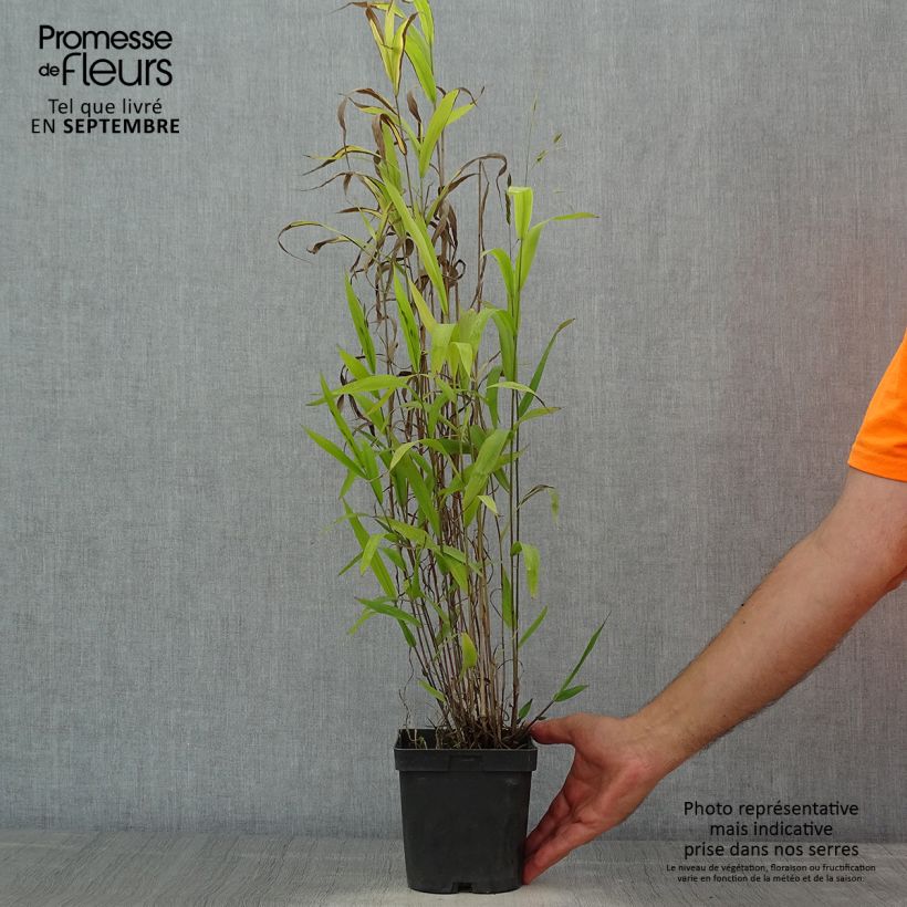 Exemplaar van Chasmanthium latifolium - Plataargras Pot van 2 l/3 l zoals geleverd in de zomer