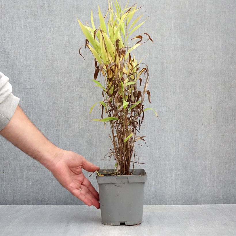Exemplaar van Chasmanthium latifolium - Plataargras Pot van 2 l/3 l zoals geleverd in de herfst