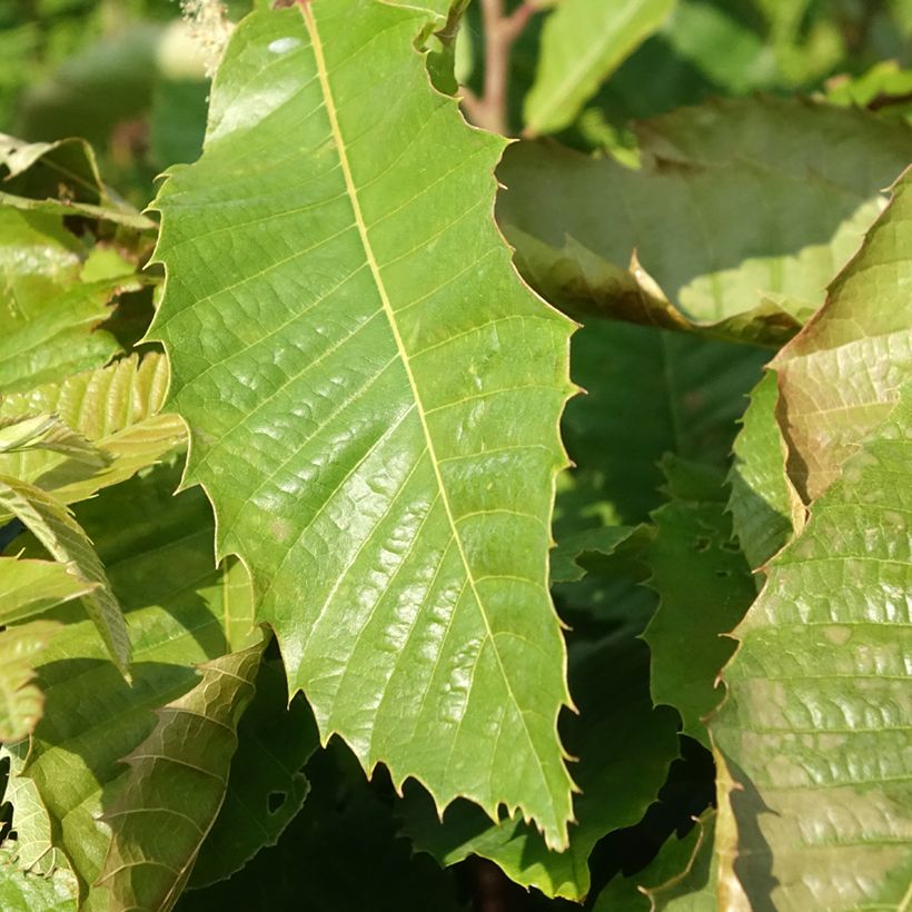 Tamme kastanje Marsol (jonge planten in vitro) (Blad)