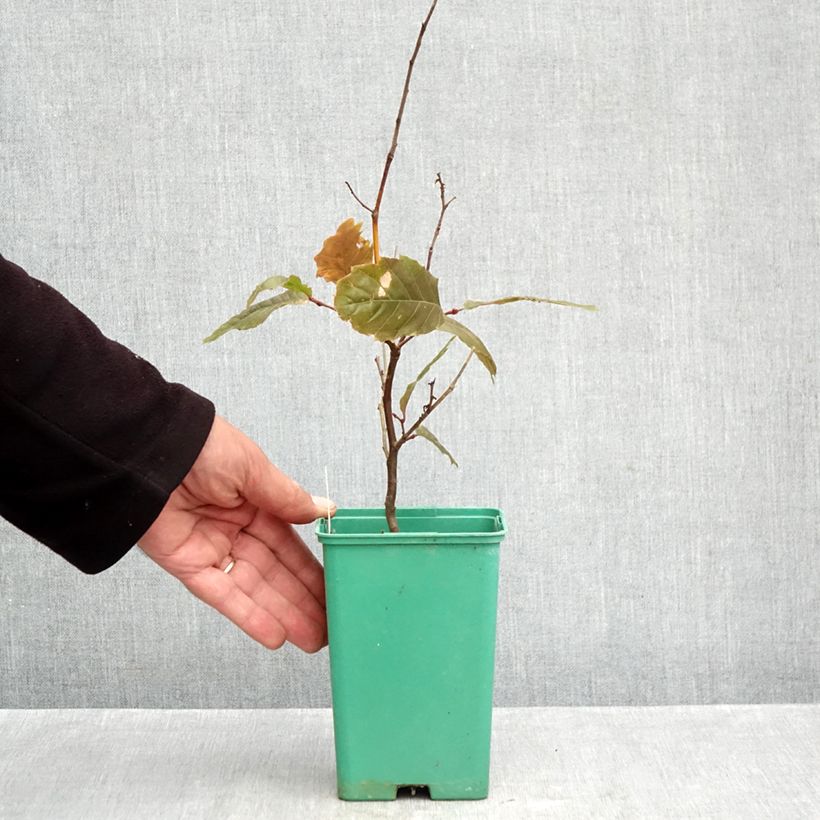 Exemplaar van Tamme kastanje Marsol (jonge planten in vitro) Pot van 2 l/3 l zoals geleverd in de herfst