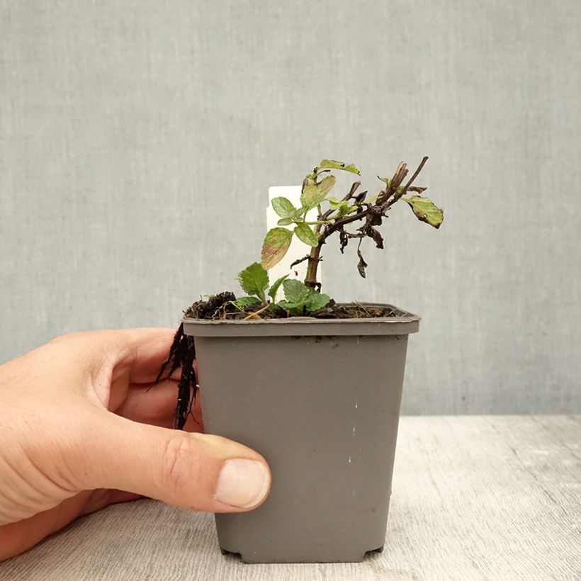 Exemplaar van Nepeta nuda Anne's Choice - Kattenkruid Kweekpotje van 8/9 cm zoals geleverd in de herfst