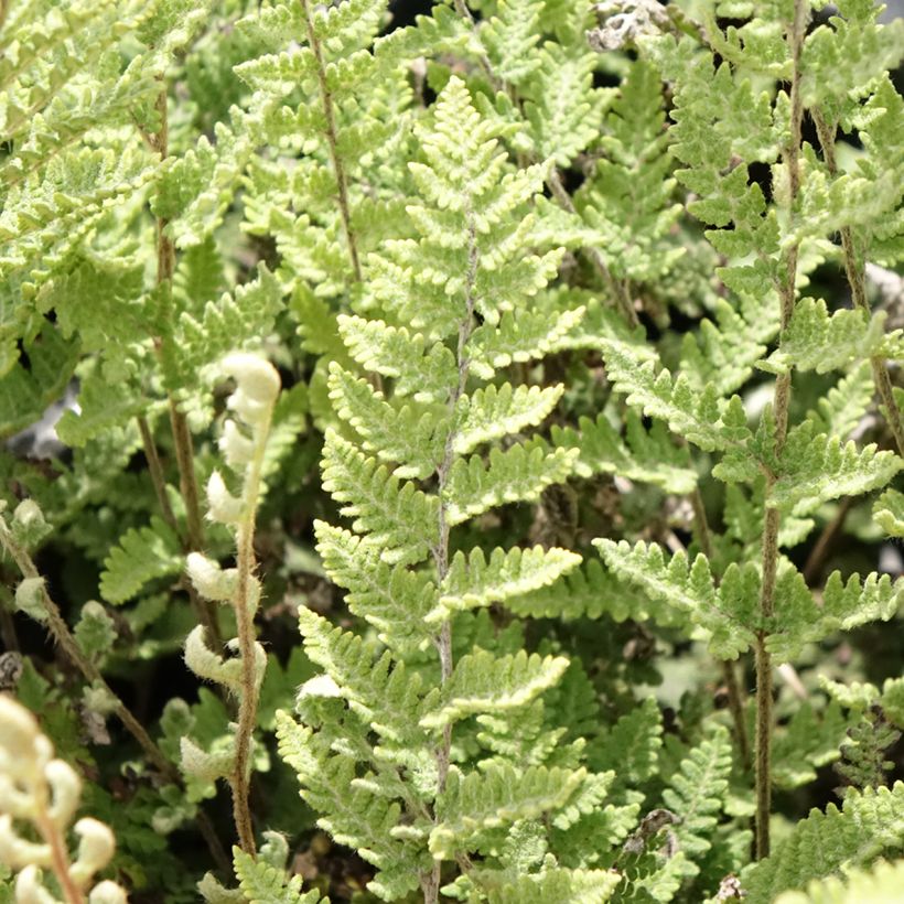 Cheilanthes lanosa Cimbra - Harige lipvaren (Blad)