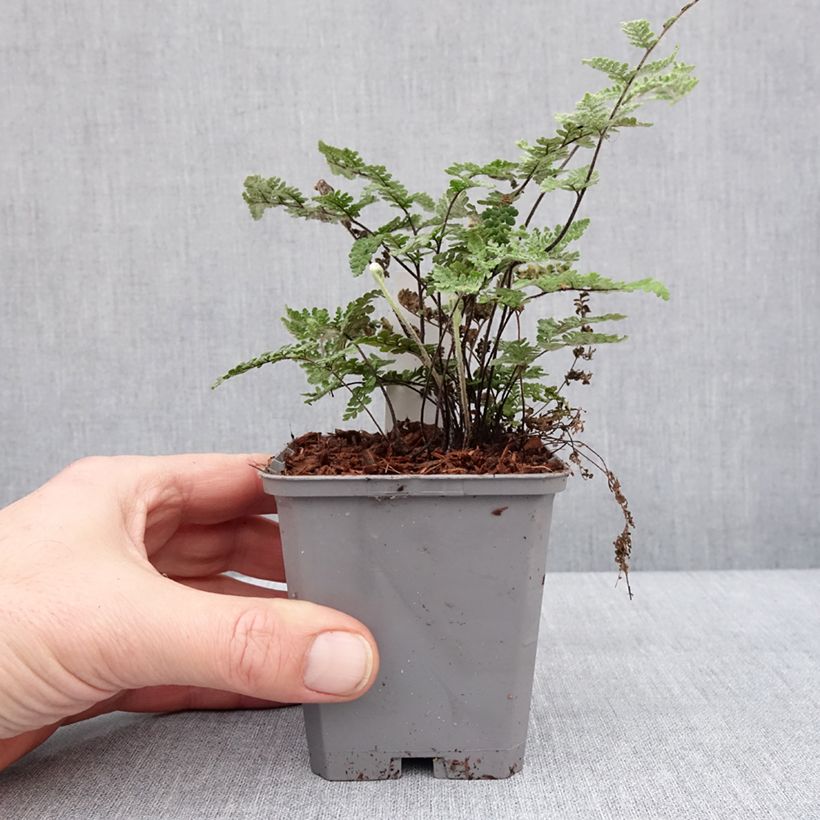 Exemplaar van Cheilanthes lanosa Cimbra - Harige lipvaren Kweekpotje van 8/9 cm zoals geleverd in de winter