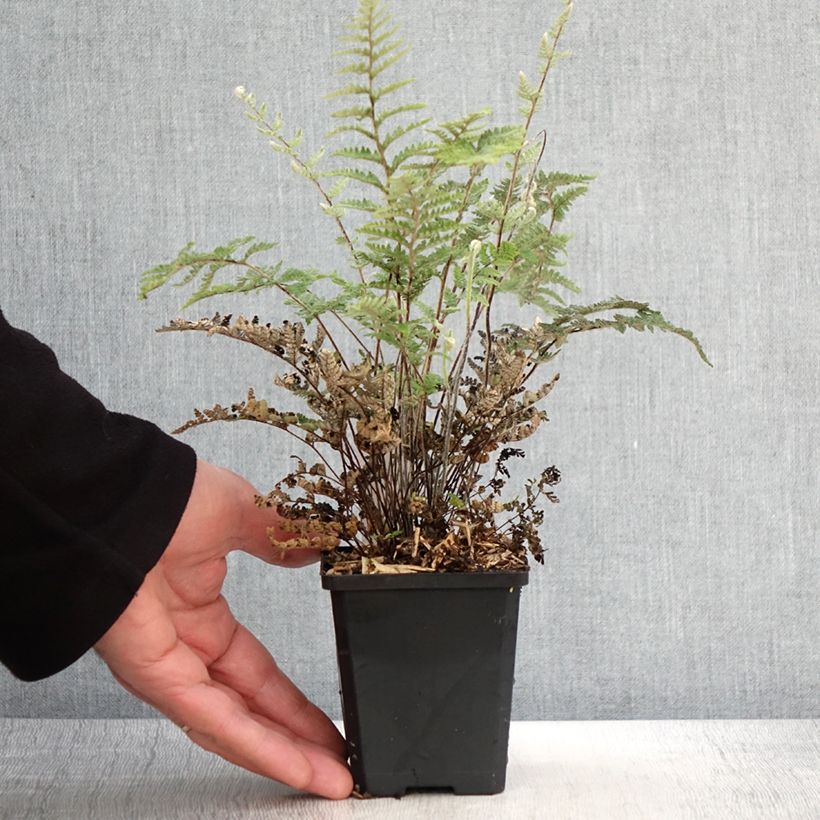 Exemplaar van Cheilanthes lanosa Cimbra - Harige lipvaren Kweekpotje van 8/9 cm zoals geleverd in de lente