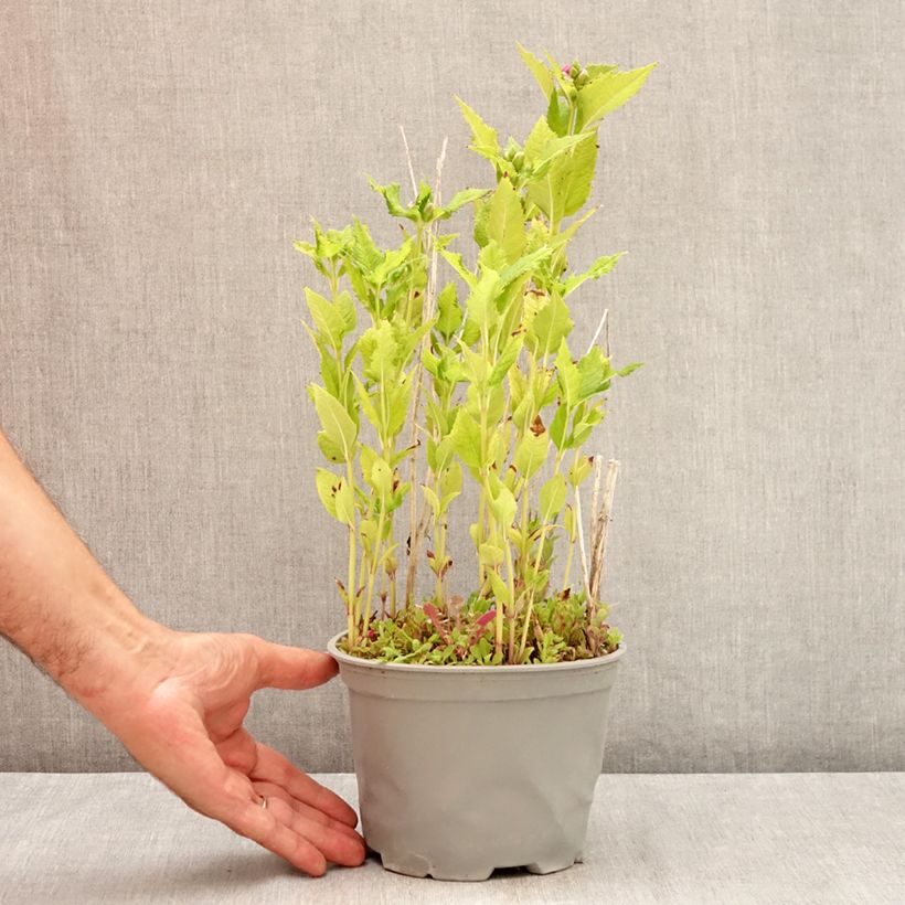Exemplaar van Chelone obliqua - Schildpadbloem Pot van 2 l/3 l zoals geleverd in de zomer