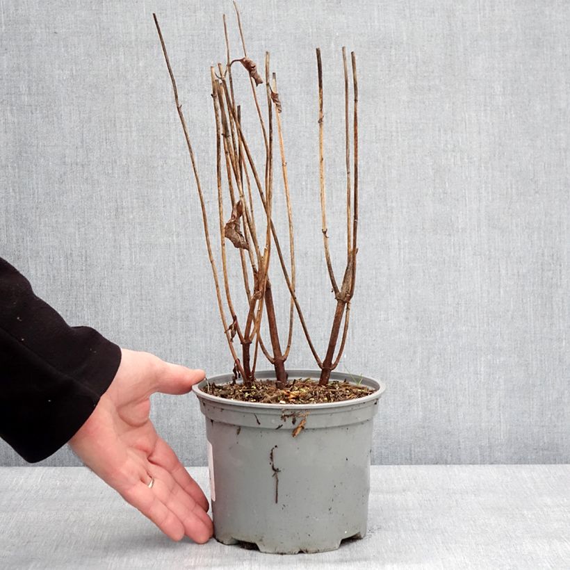 Exemplaar van Chelone obliqua - Schildpadbloem Pot van 2 l/3 l zoals geleverd in de winter