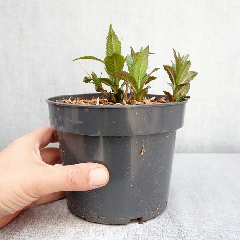 Exemplaar van Chelone obliqua - Schildpadbloem Pot van 2 l/3 l zoals geleverd in de lente