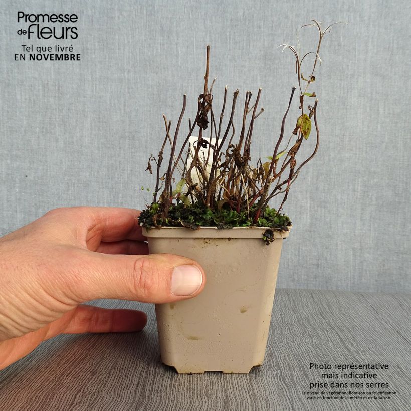 Exemplaar van Chelonopsis moschata Kweekpotje van 8/9 cm zoals geleverd in de herfst