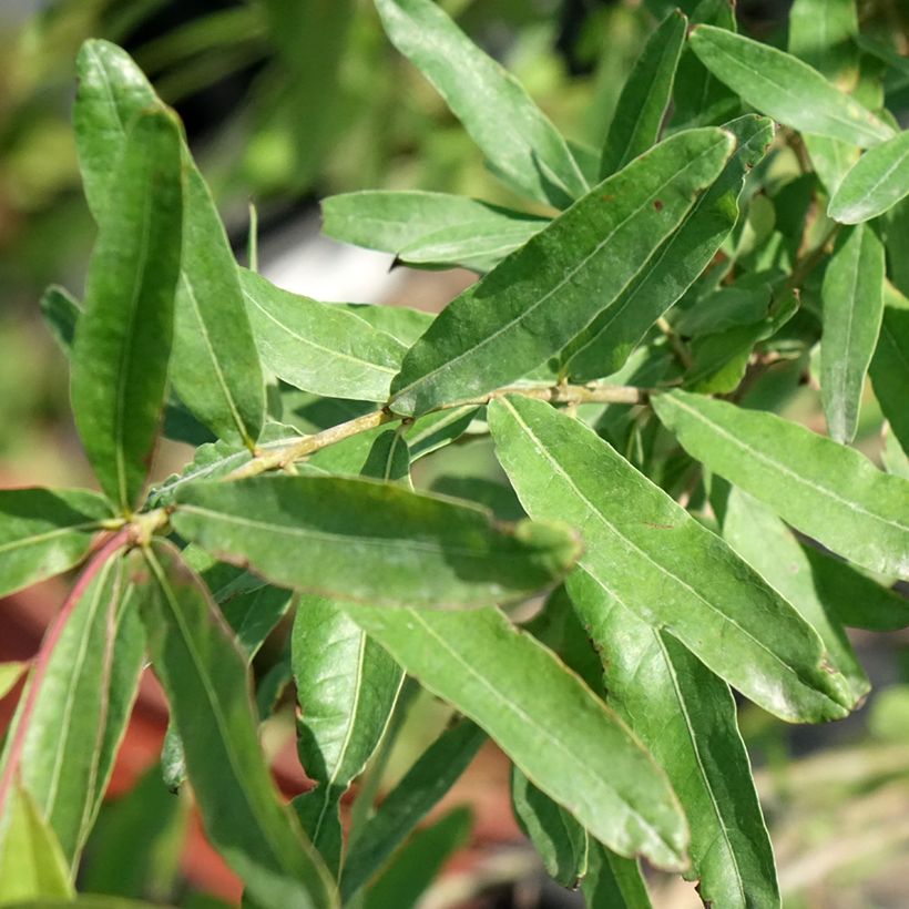 Quercus phellos - Wilgbladige eik (Blad)