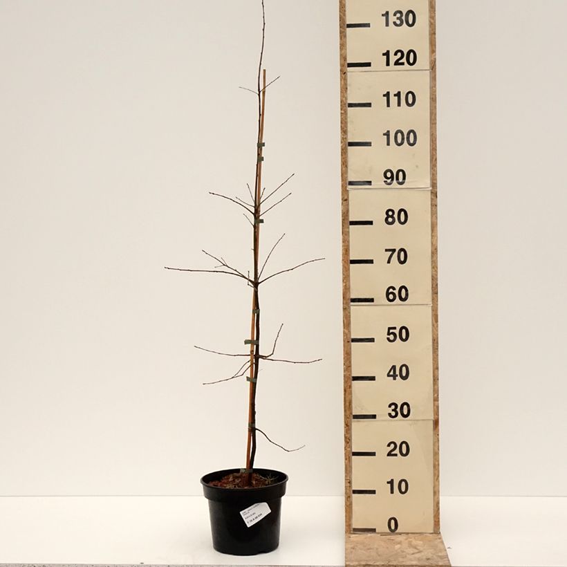 Exemplaar van Quercus phellos - Wilgbladige eik Pot van 4 l/5 l zoals geleverd in de winter