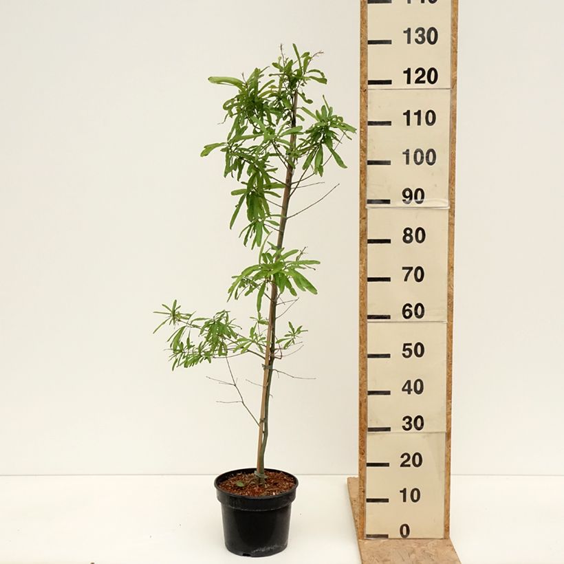 Example of Quercus phellos - Wilgbladige eik Pot van 4 l/5 l as you get in printemps