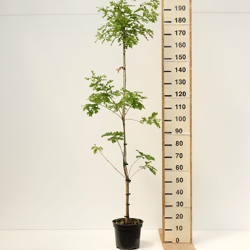 Exemplaar van Quercus cerris Curly Head - Moseik Pot van 7,5 l/10 l zoals geleverd in de lente