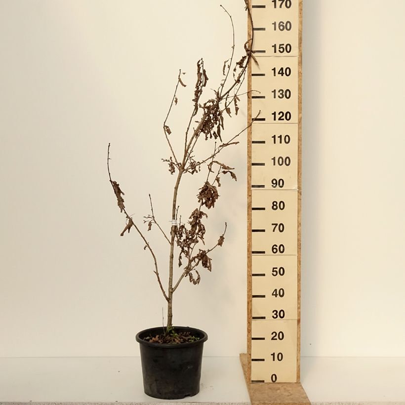 Exemplaar van Quercus bimundorum Crimson Spire - Tweewerelden-eik Pot van 7,5 l/10 l, Kroonhoogte zoals geleverd in de winter