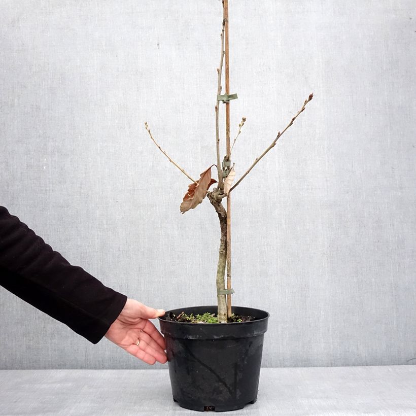 Example of Quercus aliena - Japanse eik Pot van 4 l/5 l as you get in hiver