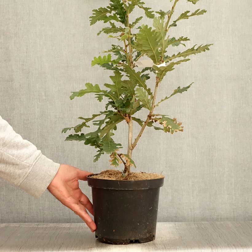 Exemplaar van Quercus frainetto - Hongaarse eik Pot van 4 l/5 l zoals geleverd in de herfst