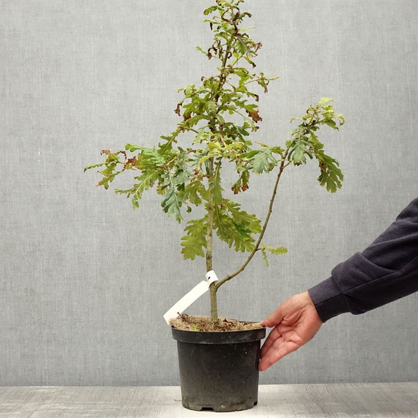 Exemplaar van Quercus frainetto - Hongaarse eik Pot van 4 l/5 l zoals geleverd in de zomer