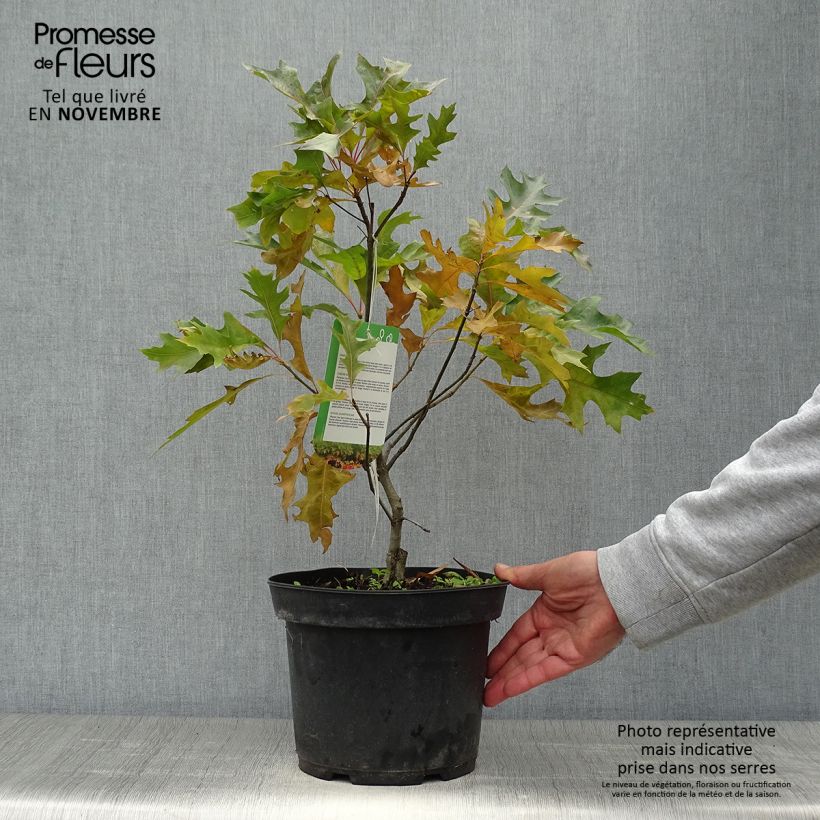 Exemplaar van Quercus palustris Isabel - Moeraseik Pot van 4 l/5 l zoals geleverd in de herfst