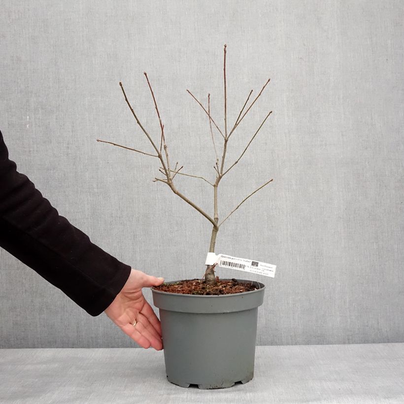Exemplaar van Quercus palustris Isabel - Moeraseik Pot van 4 l/5 l zoals geleverd in de winter