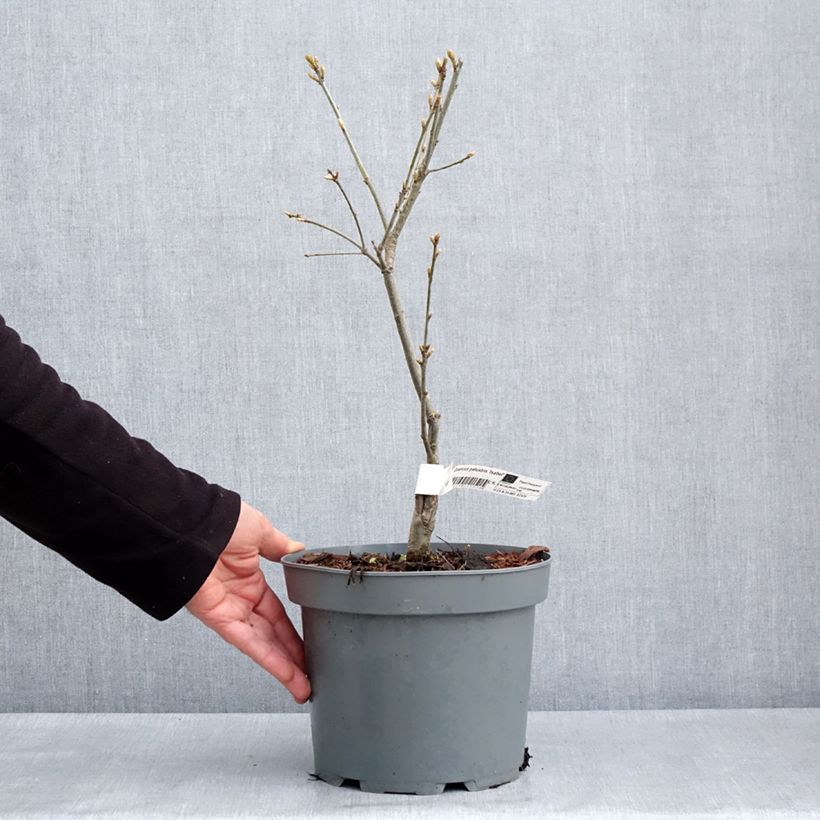 Exemplaar van Quercus palustris Isabel - Moeraseik Pot van 4 l/5 l zoals geleverd in de lente