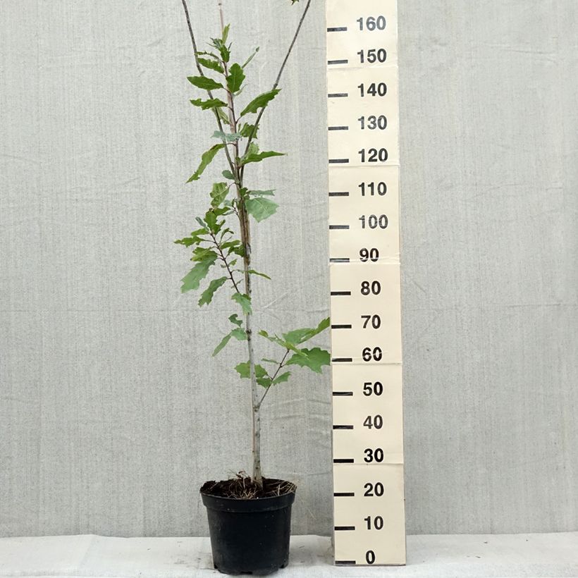 Exemplaar van Quercus palustris Betty Jean - Moeraseik Pot van 4 l/5 l zoals geleverd in de zomer