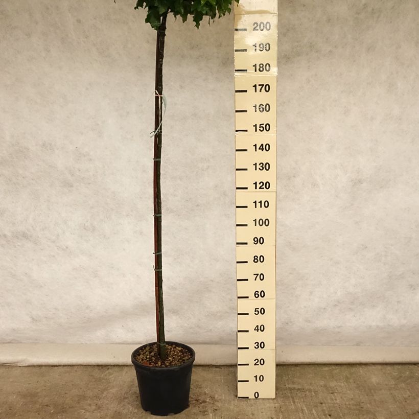 Exemplaar van Quercus palustris Green Dwarf - Moeraseik Pot van 18 l/20 l zoals geleverd in de zomer
