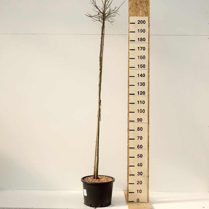 Exemplaar van Quercus palustris Green Dwarf - Moeraseik Pot van 18 l/20 l zoals geleverd in de winter