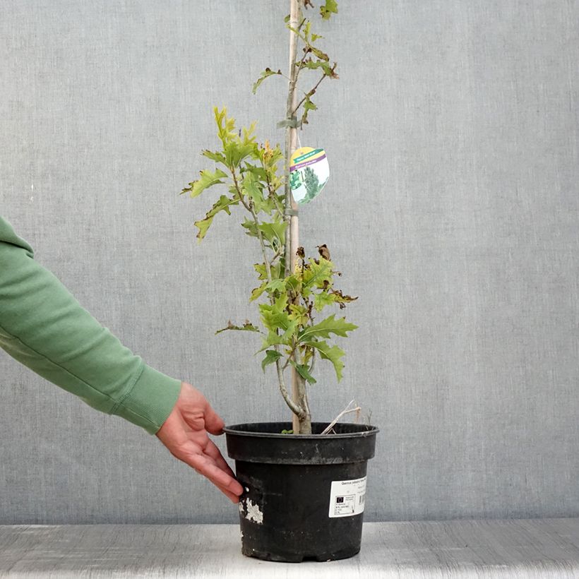 Exemplaar van Quercus palustris Green Pillar - Moeraseik Pot van 4 l/5 l zoals geleverd in de zomer