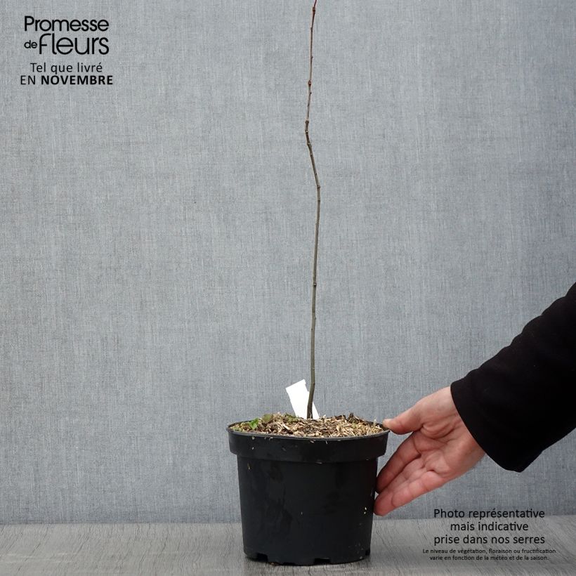 Exemplaar van Quercus palustris - Moeraseik Pot van 3 l/4 l zoals geleverd in de herfst