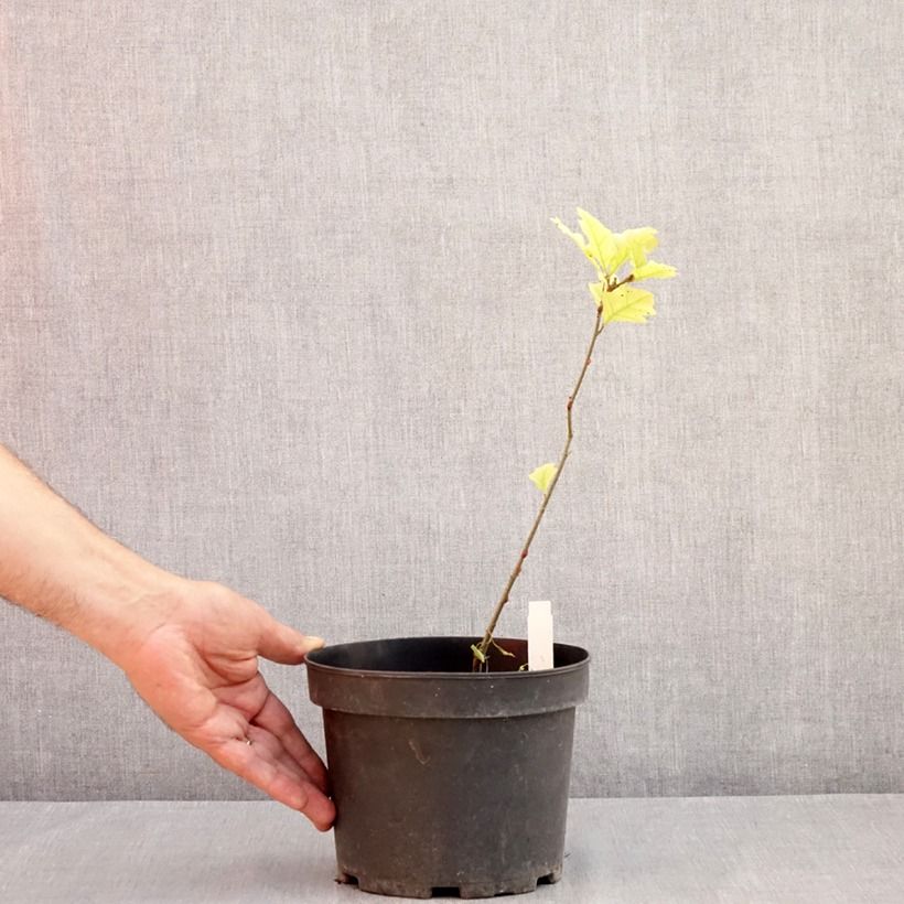 Exemplaar van Quercus palustris - Moeraseik Pot van 3 l/4 l zoals geleverd in de zomer