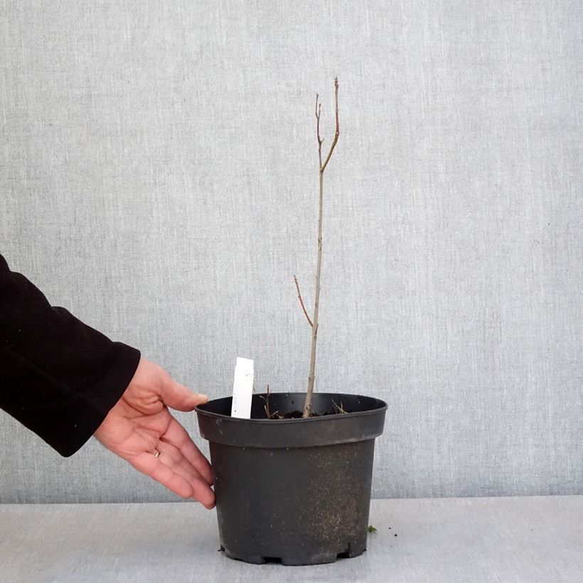 Example of Quercus palustris - Moeraseik Pot van 3 l/4 l as you get in printemps