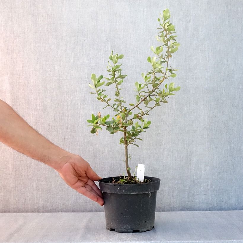 Exemplaar van Quercus suber - Kurkeik Pot van 3 l/4 l zoals geleverd in de zomer