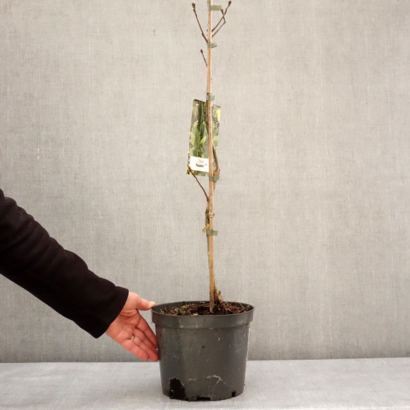 Exemplaar van Quercus Monument - Zomereik Pot van 4 l/5 l zoals geleverd in de winter