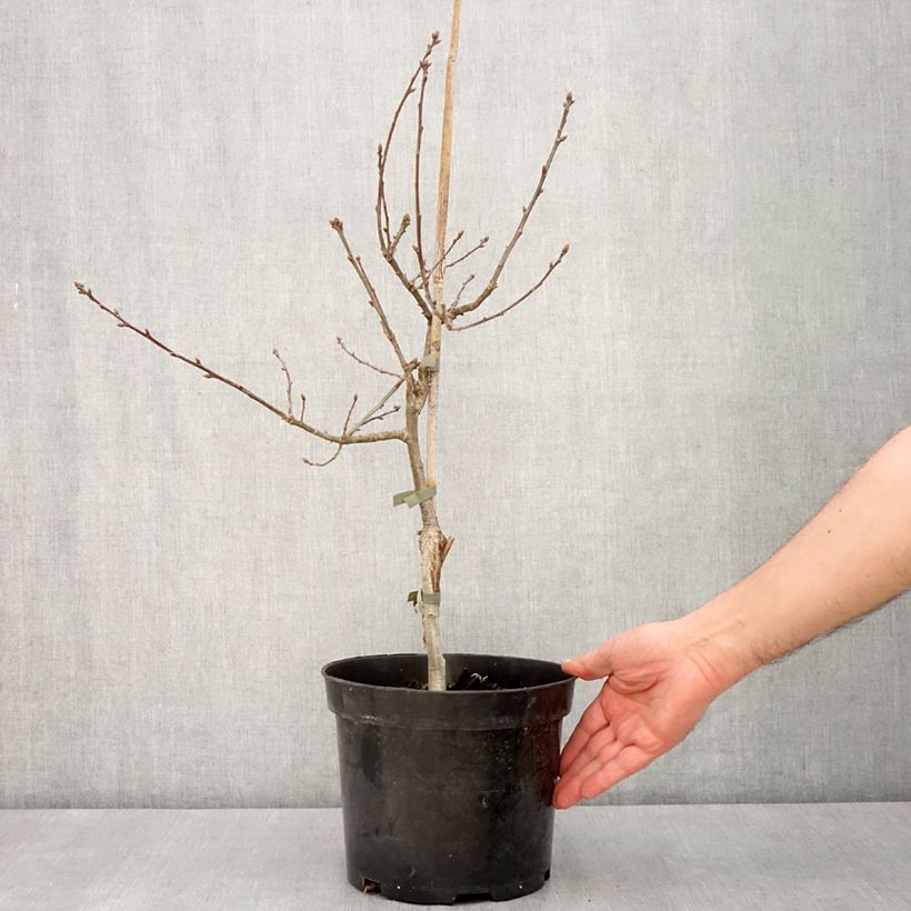 Example of Quercus robur Atropurpurea - Zomereik Pot van 4 l/5 l as you get in printemps