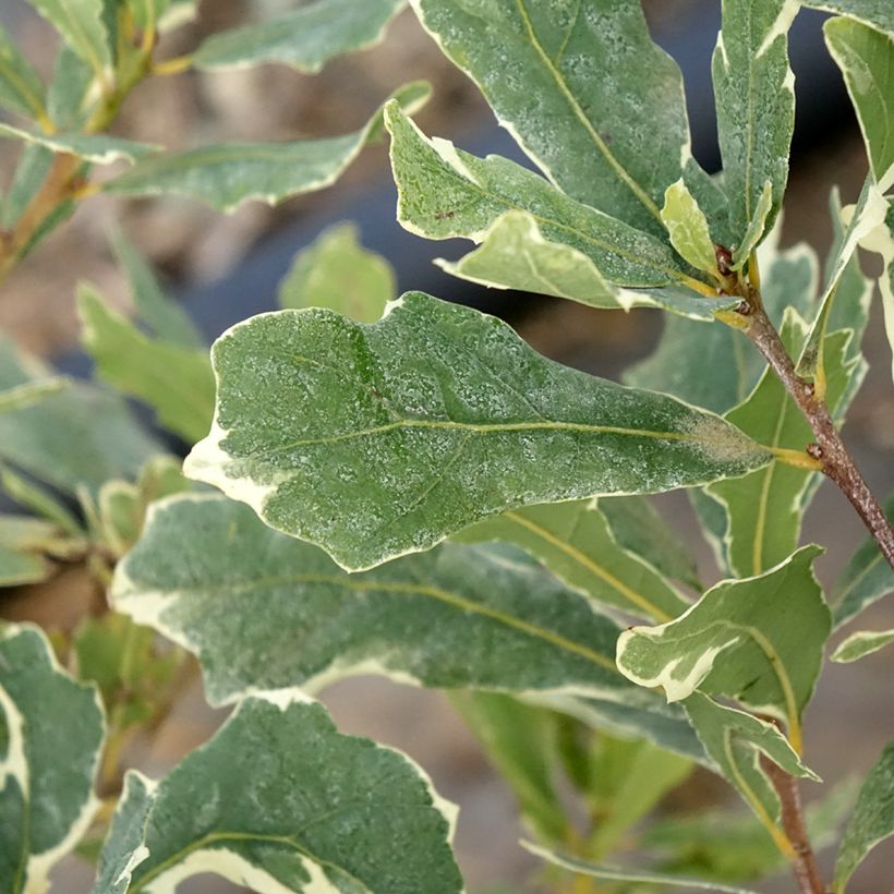 Quercus robur Argenteomarginata - Zomereik (Blad)
