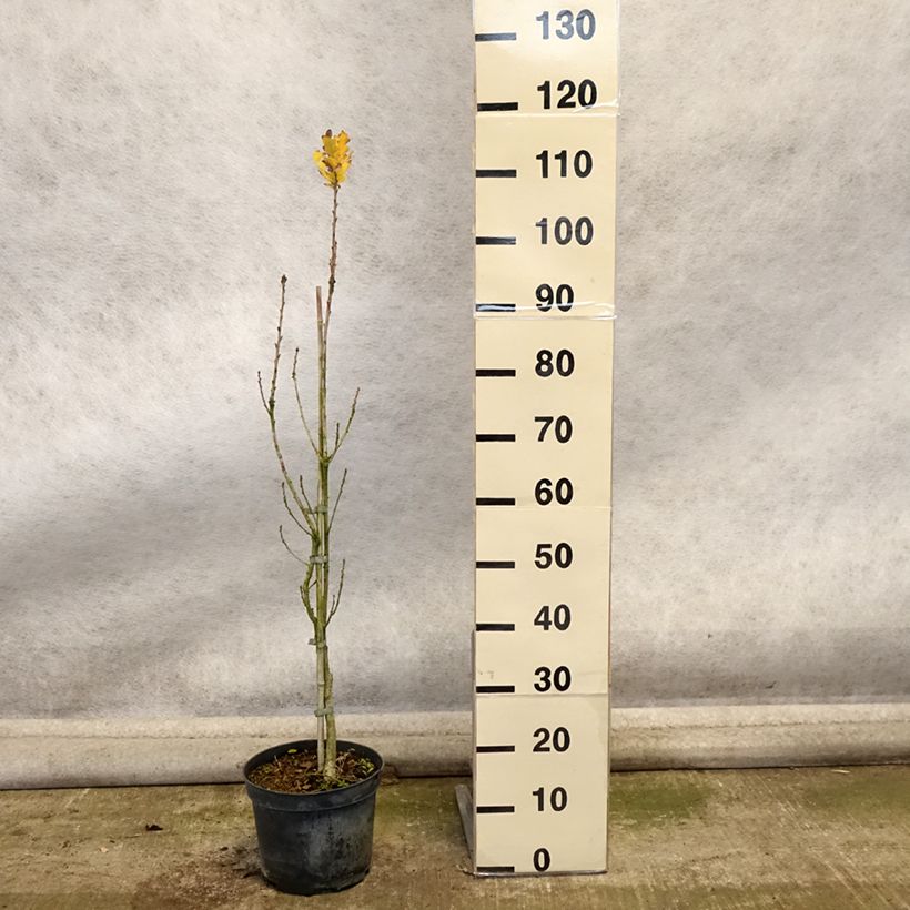 Exemplaar van Quercus robur Fastigiata - Zomereik Pot van 4 l/5 l zoals geleverd in de herfst