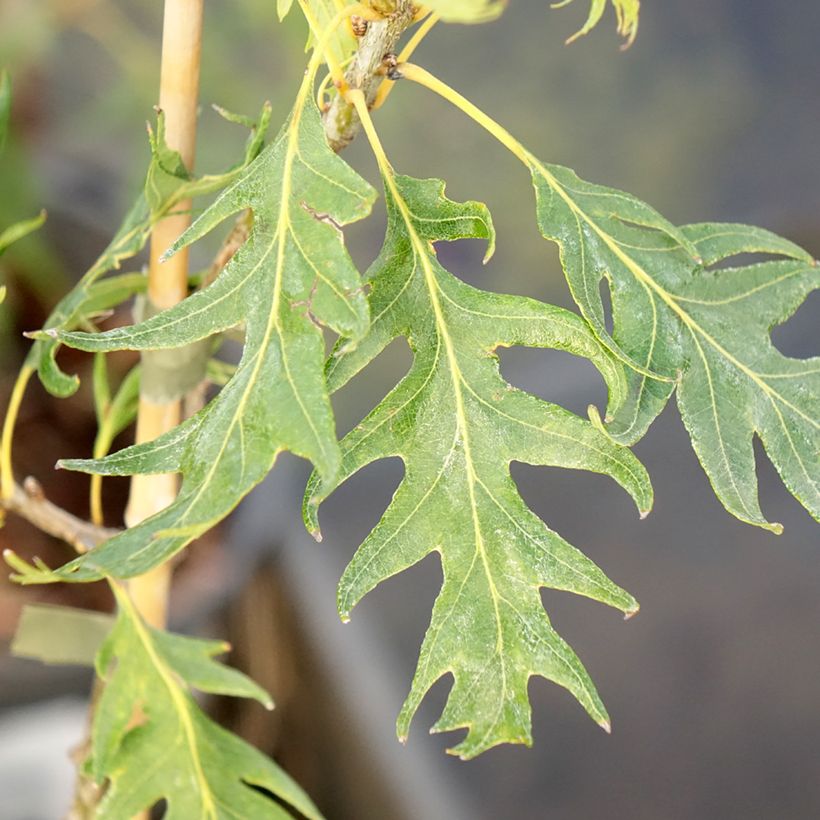 Quercus robur Miky - Zomereik (Blad)