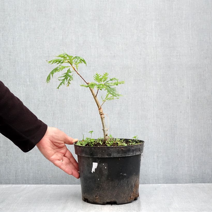 Exemplaar van Quercus robur Miky - Zomereik Pot van 4 l/5 l zoals geleverd in de herfst