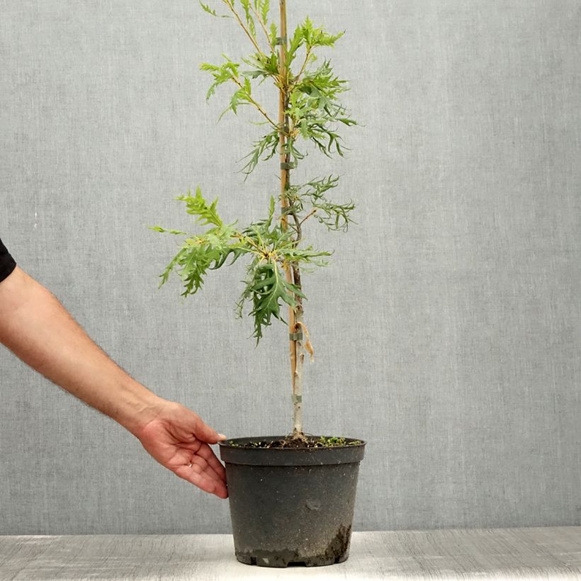 Exemplaar van Quercus robur Miky - Zomereik Pot van 4 l/5 l zoals geleverd in de zomer