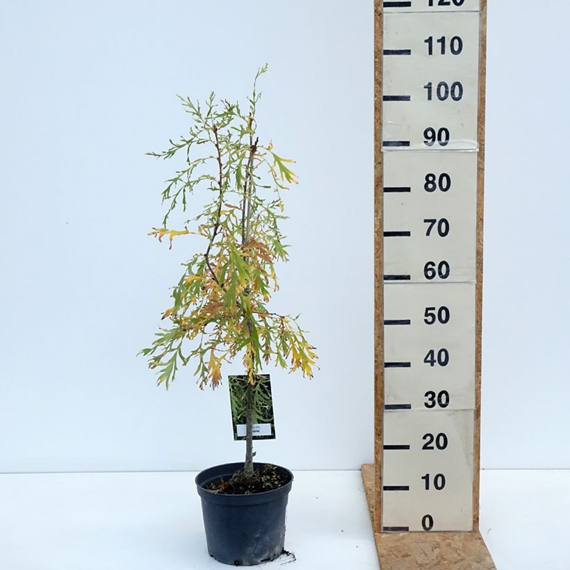Exemplaar van Quercus robur Posnania - Zomereik Pot van 4 l/5 l zoals geleverd in de herfst