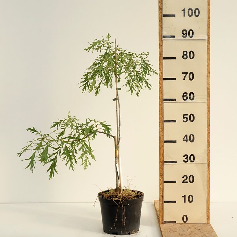 Exemplaar van Quercus robur Posnania - Zomereik Pot van 4 l/5 l zoals geleverd in de zomer