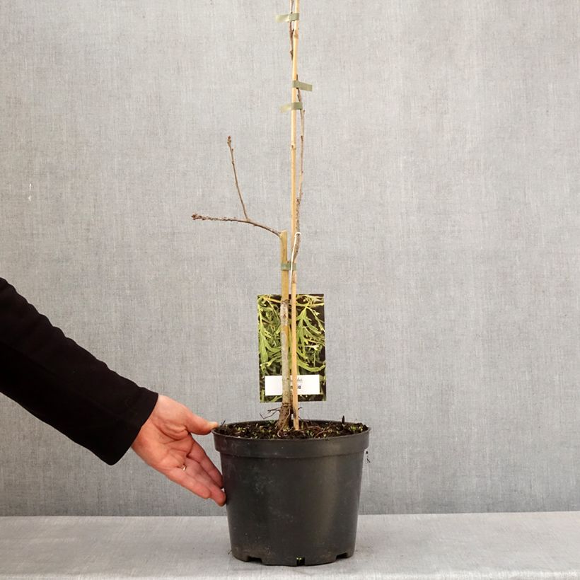 Exemplaar van Quercus robur Posnania - Zomereik Pot van 4 l/5 l zoals geleverd in de lente